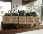 Suculentas mini para empresa con base en madera marcada con logo