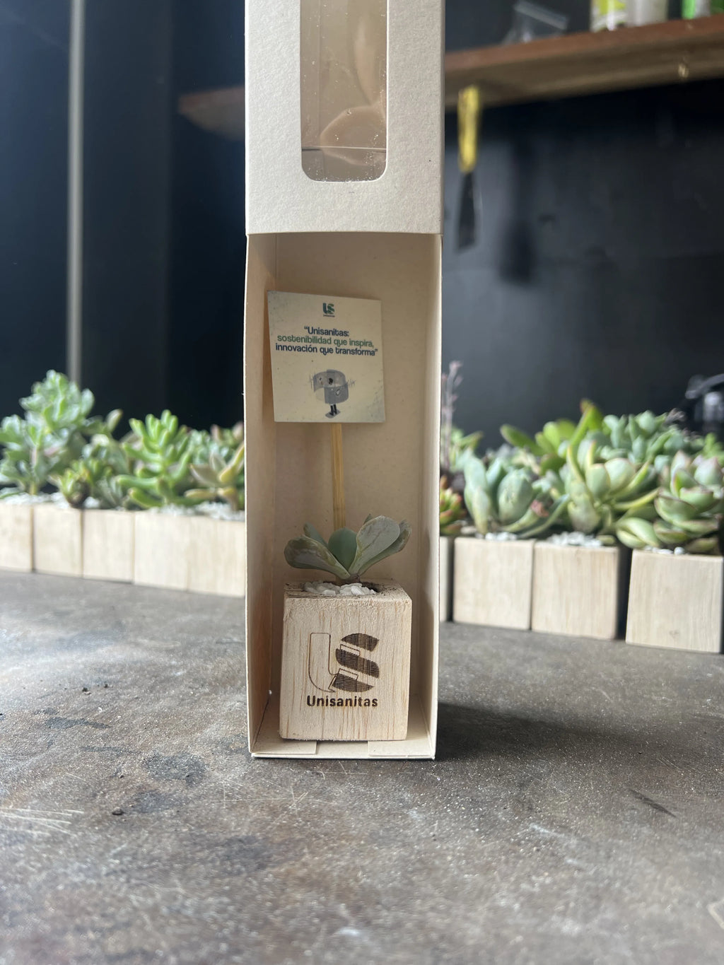 Suculenta mini marcada con logo personalizado y en caja