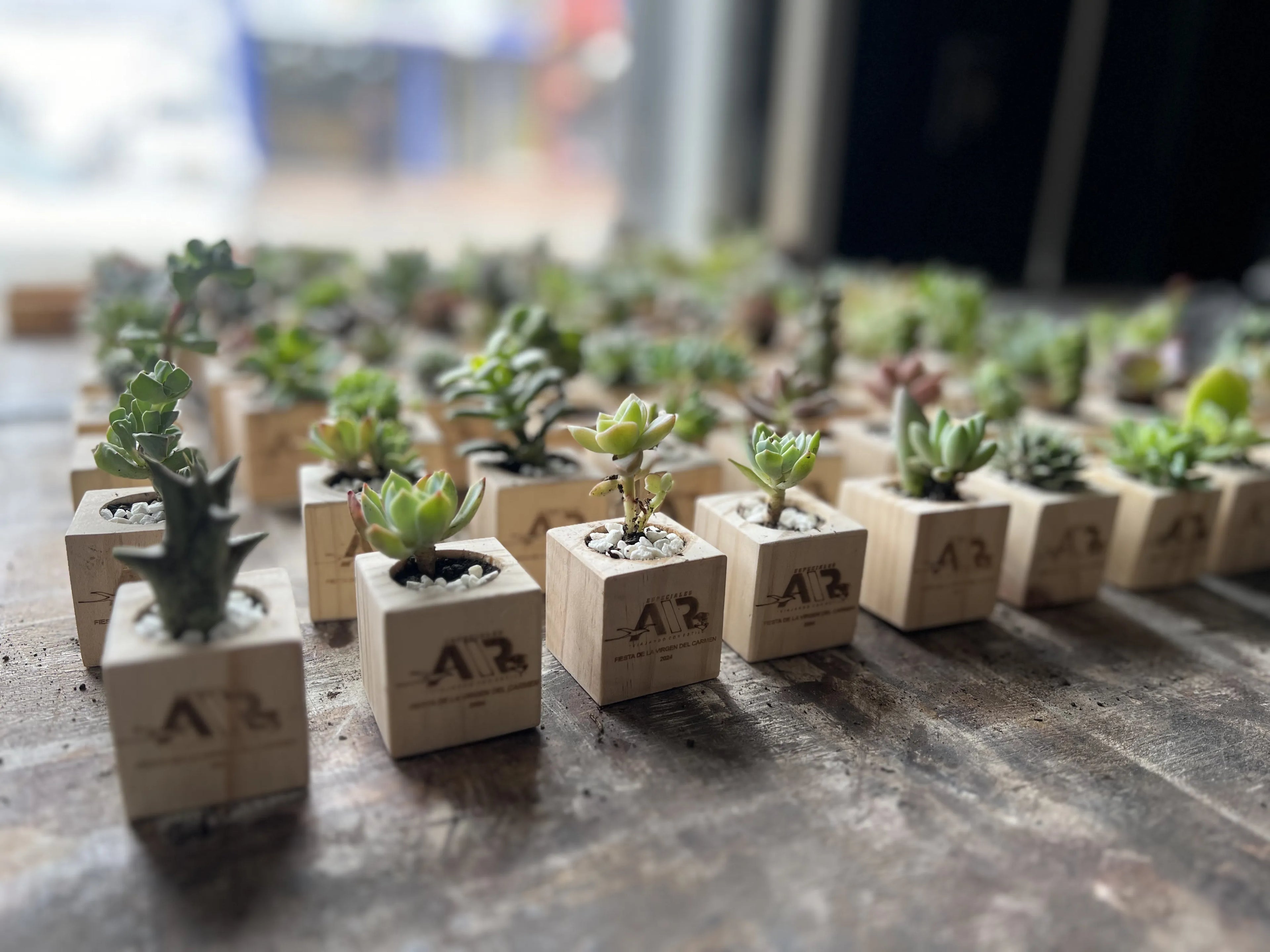 Mini suculentas con base en madera para empresa