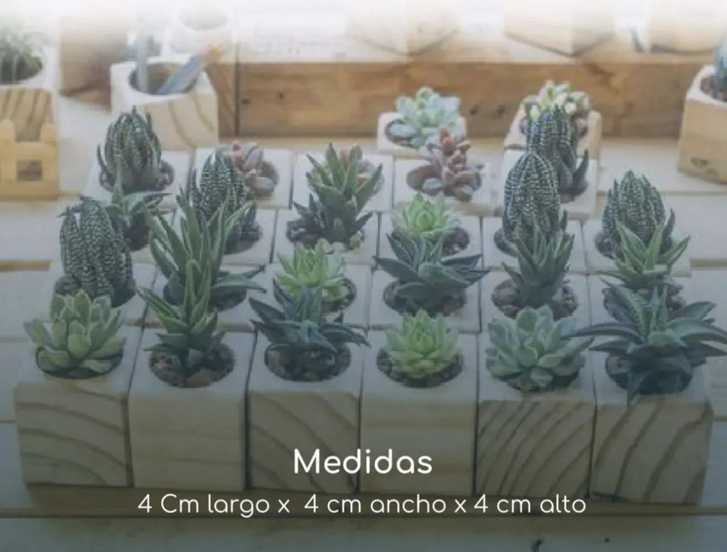 suculentas mini con medidas de la base