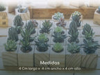 suculentas mini con medidas de la base